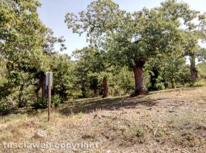 Viterbo - Il parco in via del Colle a San Martino al Cimino