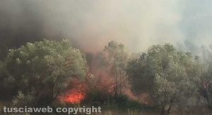 Bosco in fiamme