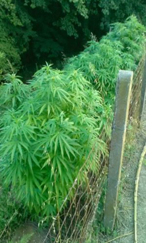 Una coltivazione di cannabis