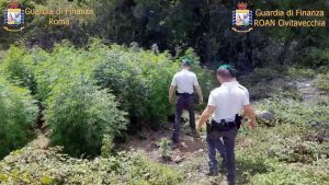 Formello - Coltivazione di marijuana in villa