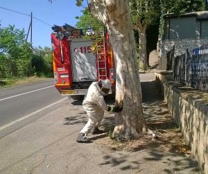 Capodimonte - I vigili del fuoco distruggono un nido di calabroni