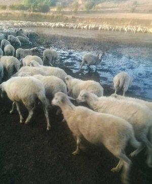 Coldiretti - Caldo killer - Allarme allevamenti