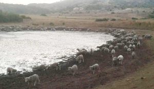 Coldiretti - Caldo killer - Allarme allevamenti