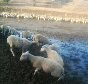 Coldiretti - Caldo killer - Allarme allevamenti