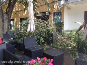 Viterbo - Ramo caduto davanti a un bar a viale Trento