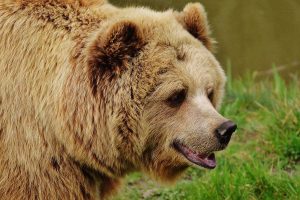 Un orso