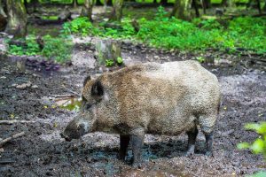 Cinghiale