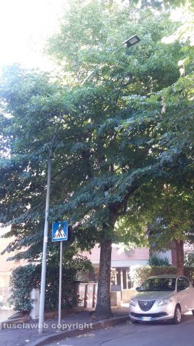 Viterbo - Via Monte Cervino - I lampioni corti dagli alberi