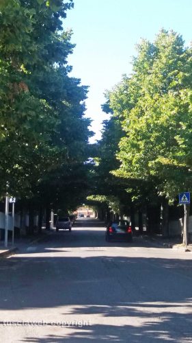 Viterbo - Via Monte Cervino - I lampioni corti dagli alberi