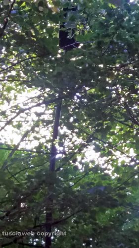 Viterbo - Via Monte Cervino - I lampioni corti dagli alberi