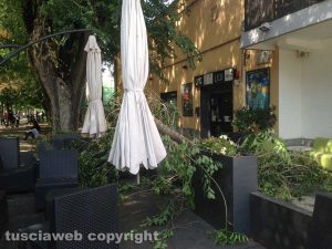 Viterbo - Ramo caduto davanti a un bar a viale Trento