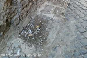 Viterbo - Sporcizia e incuria davanti alla chiesa del Gonfalone