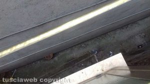 Viterbo - Escrementi e piccioni morti nei bagni di piazza Fontana grande