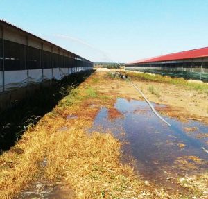 Coldiretti - Caldo killer - Irrigazione per allevamenti 