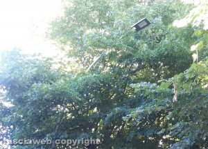 Viterbo - Via Monte Cervino - I lampioni corti dagli alberi