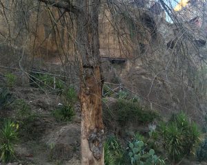 Gli olmi a Corchiano