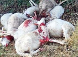 Gruppo di pecore ucciso dai lupi vicino Roccalvecce