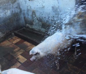 Coldiretti - Caldo killer - Suini irrigati