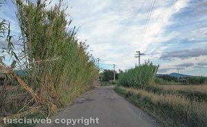Viterbo - Erba alta e degrado in strada Castiglione