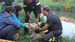 Pisa - Vigili del fuoco salvano labrador