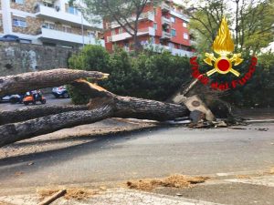 Roma - Pino crolla sulla Cassia