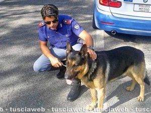 Viterbo - Poliziotti salvano pastore tedesco sulla Cimina