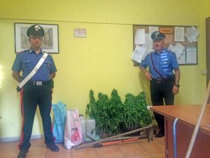 Le piante di marijuana sequestrate dai carabinieri di Canino