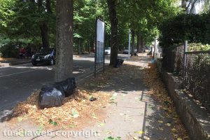 Viterbo - Foglie su viale Trieste