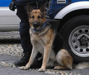 Unità cinofile - Un cane antidroga
