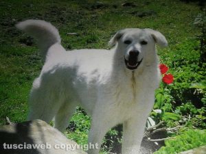 Nuvola, il cane ucciso con una balestra