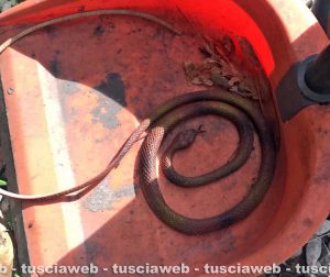 Viterbo - La vipera al giardino della Verità