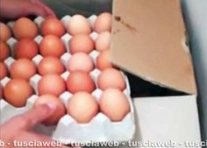 Vetralla - Uova al Fipronil - I sequestri dei Nas
