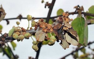 Tipici sintomi causati da Psa con imbrunimento ed avvizzimento di boccioli fiorali