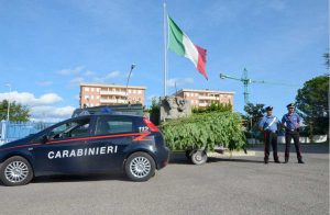 Viterbo - Carabinieri - Le piante di canapa indiana sequestrate