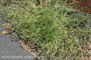 Viterbo - Incuria a ridosso del passaggio a livello