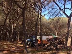 L'abbattimento dei pini a Montalto di Castro