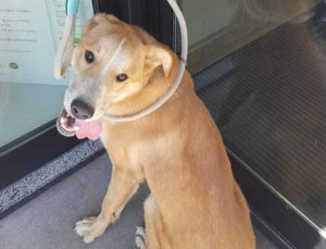 Viterbo - cane trovato al Carmine