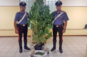 Le piante di marijuana sequestrate dai carabinieri di Farnese