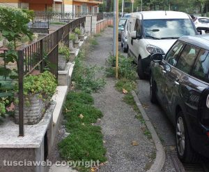 Viterbo - Ellera - Erbacce in via Zara