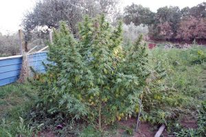 Soriano nel Cimino -Imprenditore arrestato per aver coltivato marijuana