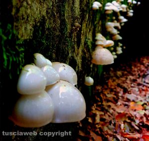 Autunno in Faggeta