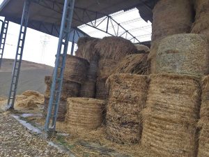 Tuscania - I danni provocati dalla tromba d'aria