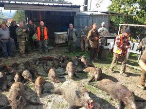 San Martino al Cimino - Battuta di caccia al cinghiale record in località Madonnina dei Cimini