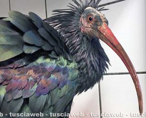 Bolsena - Lancillotto, l'ibis eremita trovato sulle sponde del lago