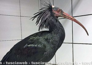 Bolsena - Lancillotto, l'ibis eremita trovato sulle sponde del lago