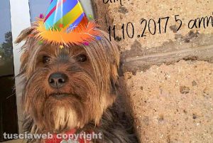 Viterbo - Il cane Sansone
