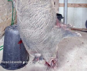 Marta - Il cinghiale di 148 chili abbattuto