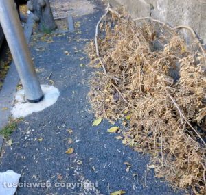 Viterbo - Erbacce e rami secchi in Via Vicenza