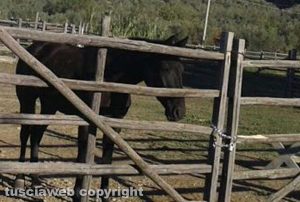 Blera - I cavalli dell'associazione "Amici del cavallo maremmano" chiusi a chiave nel recinto