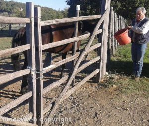 Blera - I cavalli dell'associazione "Amici del cavallo maremmano" chiusi a chiave nel recinto
